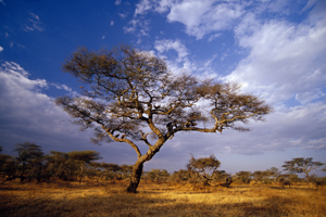 Photograph of Africa Plains