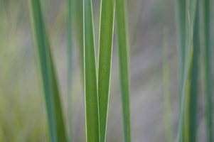 Photograph of Cattails