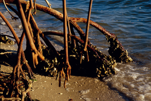 Photograph of Mangrove Roots