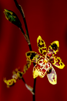 Photograph of an Orchid