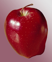 Photograph of a Red Apple