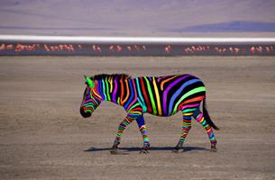 Photograph of a Regular Zebra